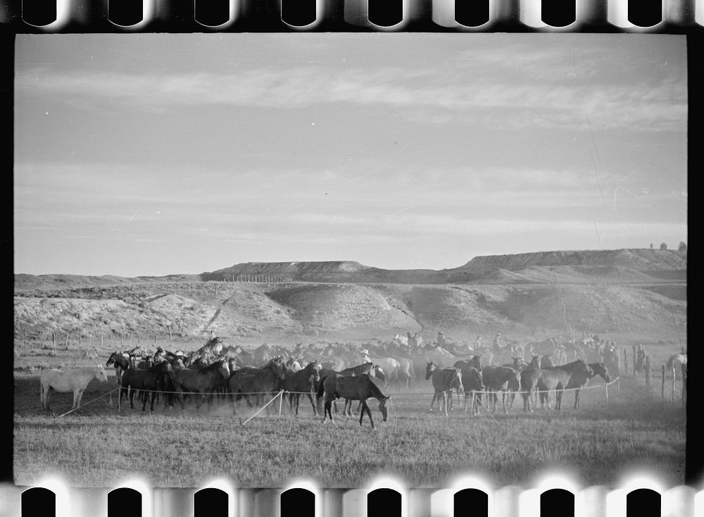 [Untitled photo, possibly related to: Rope corral, Quarter Circle U Ranch roundup, Montana]. Sourced from the Library of…