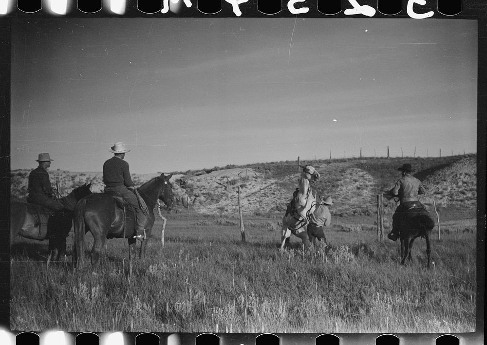 Saddling a spirited horse, Quarter Circle U Ranch roundup, Montana. Sourced from the Library of Congress.