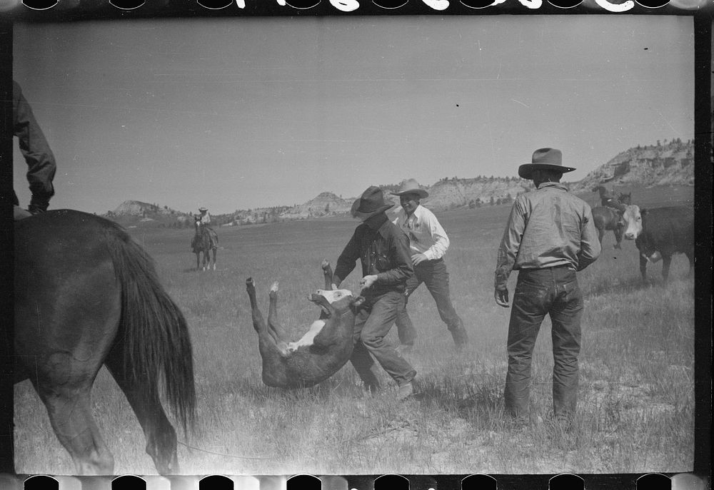 "Rassling" a calf, Quarter Circle U Ranch roundup, Montana. Sourced from the Library of Congress.