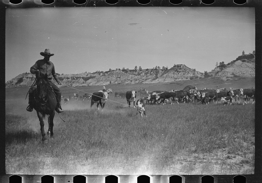 Bringing a calf in for branding, Quarter Circle U Ranch roundup, Montana. Sourced from the Library of Congress.