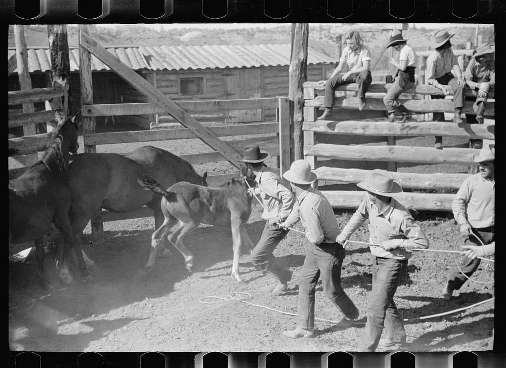 [Untitled photo, possibly related to: Roping a colt, Quarter Circle U roundup, Montana]. Sourced from the Library of…