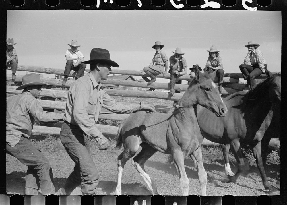 Roping a colt, Quarter Circle U roundup, Montana. Sourced from the Library of Congress.