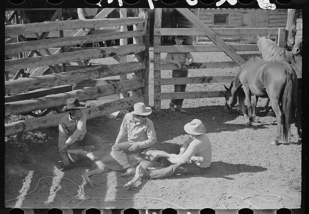 Throwing a colt for branding, Quarter Circle U roundup, Montana. Sourced from the Library of Congress.