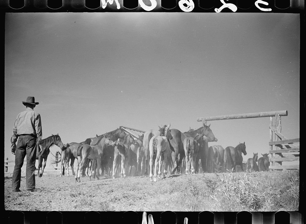 Driving colts into roundup corral, Quarter Circle U Ranch, Montana. Sourced from the Library of Congress.
