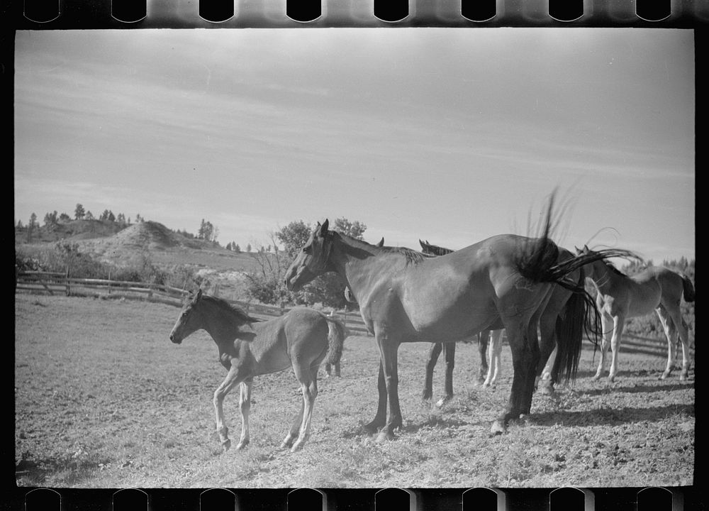 [Untitled photo, possibly related to: Mares and colts in corral after branding, Quarter Circle U Ranch roundup, Montana].…