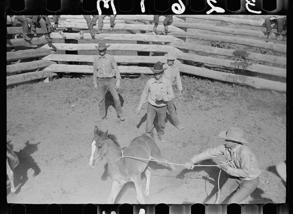 [Untitled photo, possibly related to: Roping colt for branding, Quarter Circle U roundup, Montana]. Sourced from the Library…