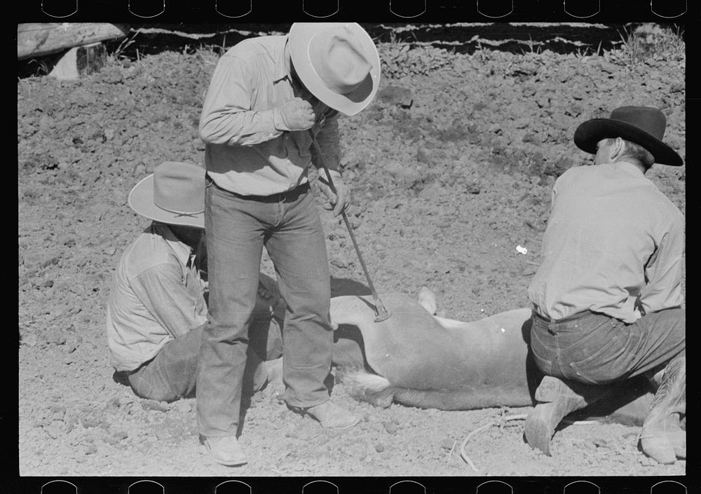 Branding a colt, Quarter Circle U roundup, Montana. Sourced from the Library of Congress.