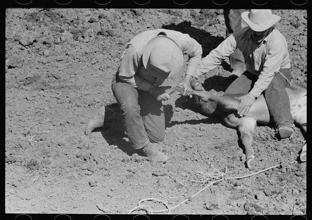 [Untitled photo, possibly related to: Branding a colt, Quarter Circle U roundup, Montana]. Sourced from the Library of…