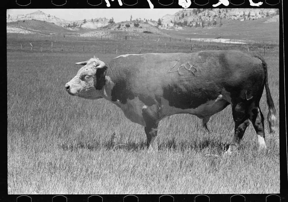 [Untitled photo, possibly related to: Hereford bull, Quarter Circle U roundup, Montana]. Sourced from the Library of…