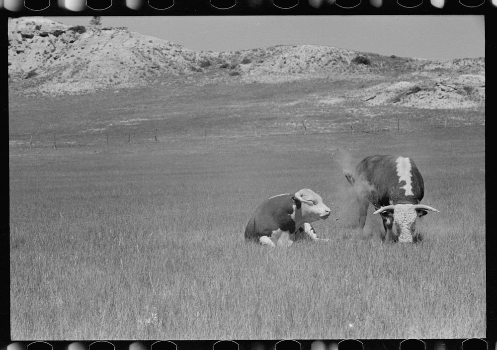 [Untitled photo, possibly related to: Hereford bulls, Quarter Circle U roundup, Montana]. Sourced from the Library of…
