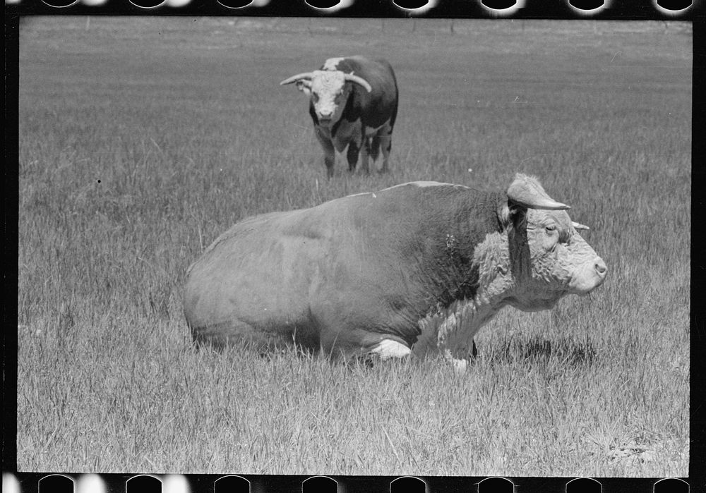 [Untitled photo, possibly related to: Hereford bulls, Quarter Circle U roundup, Montana]. Sourced from the Library of…