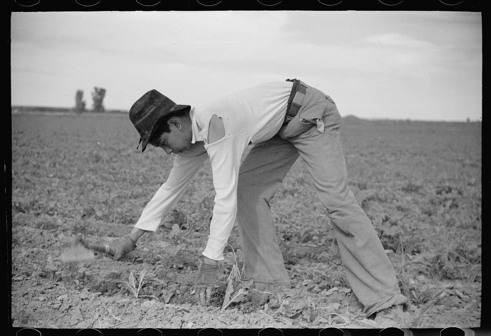 [Untitled photo, possibly related to: Young sugar beet worker, Treasure County, Montana]. Sourced from the Library of…