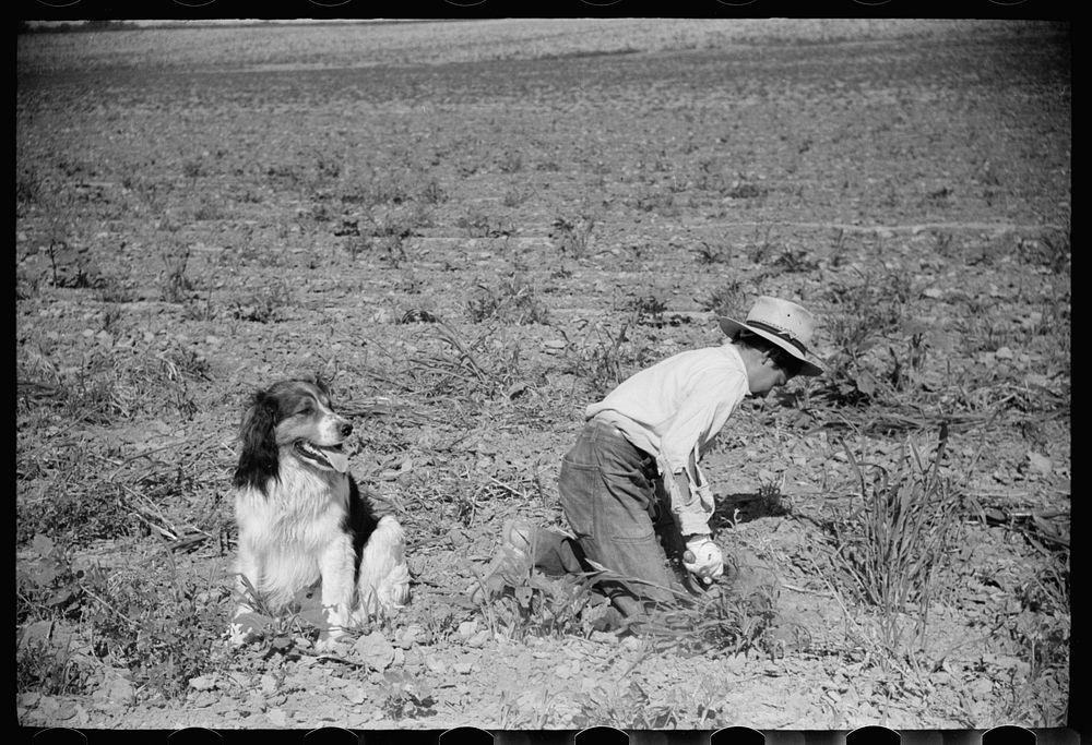 Young sugar beet worker with dog, Treasure County, Montana. Sourced from the Library of Congress.