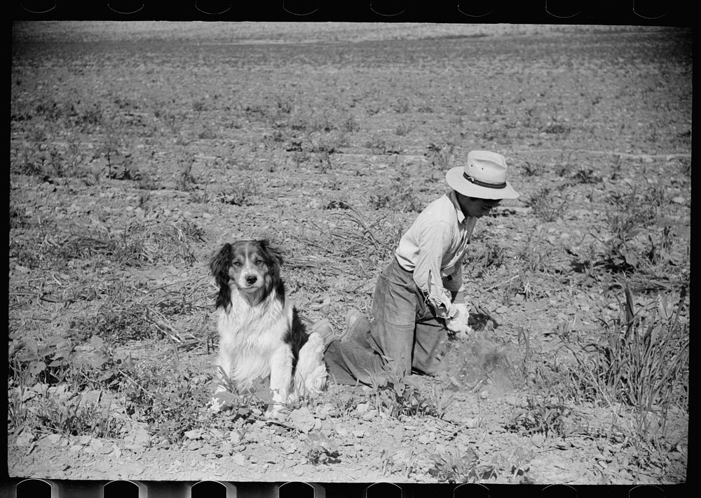 [Untitled photo, possibly related to: Young sugar beet worker with dog, Treasure County, Montana]. Sourced from the Library…