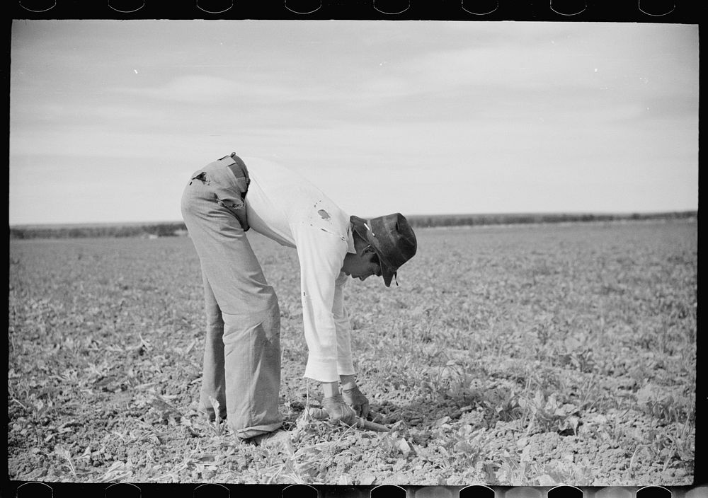 Young sugar beet workers chopping sugar beets, Treasure County, Montana. Sourced from the Library of Congress.