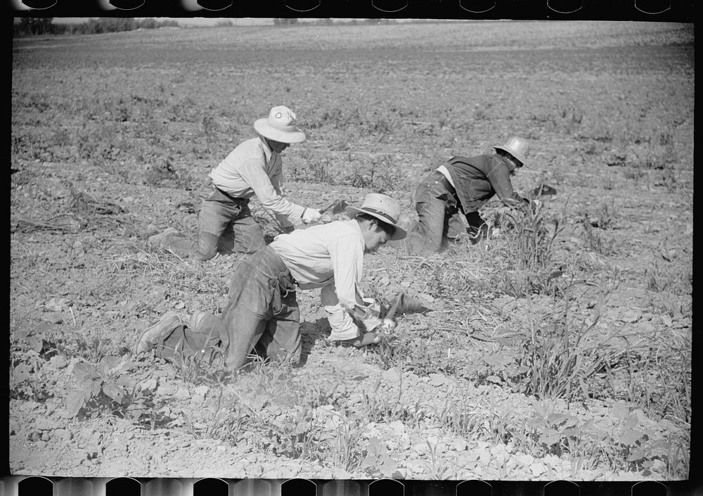 Sugar beet workers, Treasure County, Montana. Sourced from the Library of Congress.