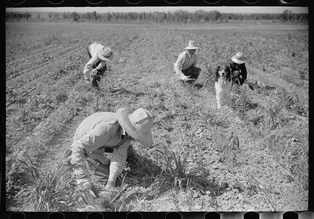 [Untitled photo, possibly related to: Sugar beet workers, Treasure County, Montana]. Sourced from the Library of Congress.