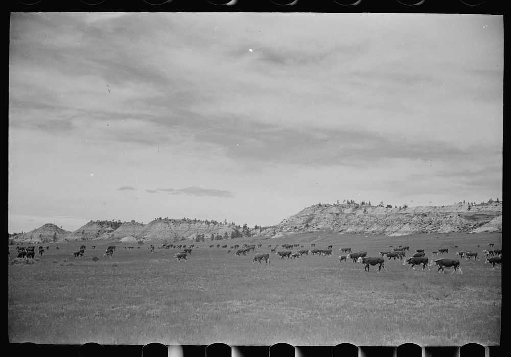 [Untitled photo, possibly related to: Cattle grazing, Big Horn County, Montana]. Sourced from the Library of Congress.