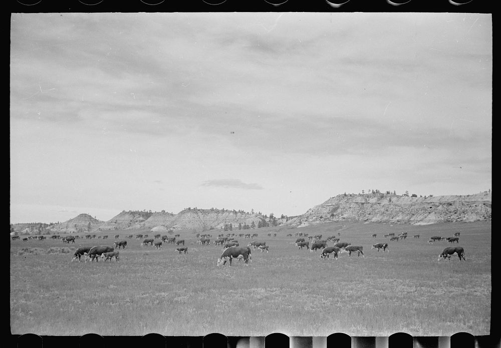 Cattle grazing, Big Horn County, Montana. Sourced from the Library of Congress.