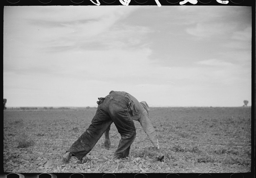 [Untitled photo, possibly related to: Sugar beet workers, Treasure County, Montana]. Sourced from the Library of Congress.