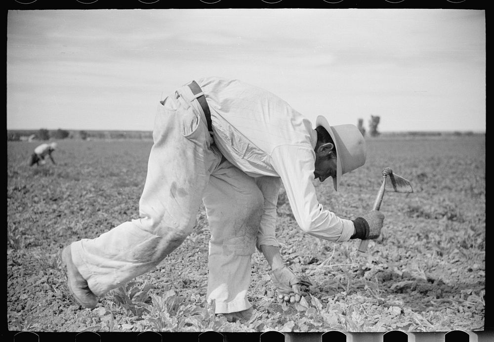 Chopping sugar beets, Treasure County, Montana. Sourced from the Library of Congress.