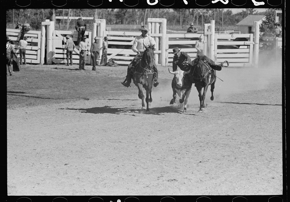 Bulldogging, rodeo, Miles City, Montana. Sourced from the Library of Congress.