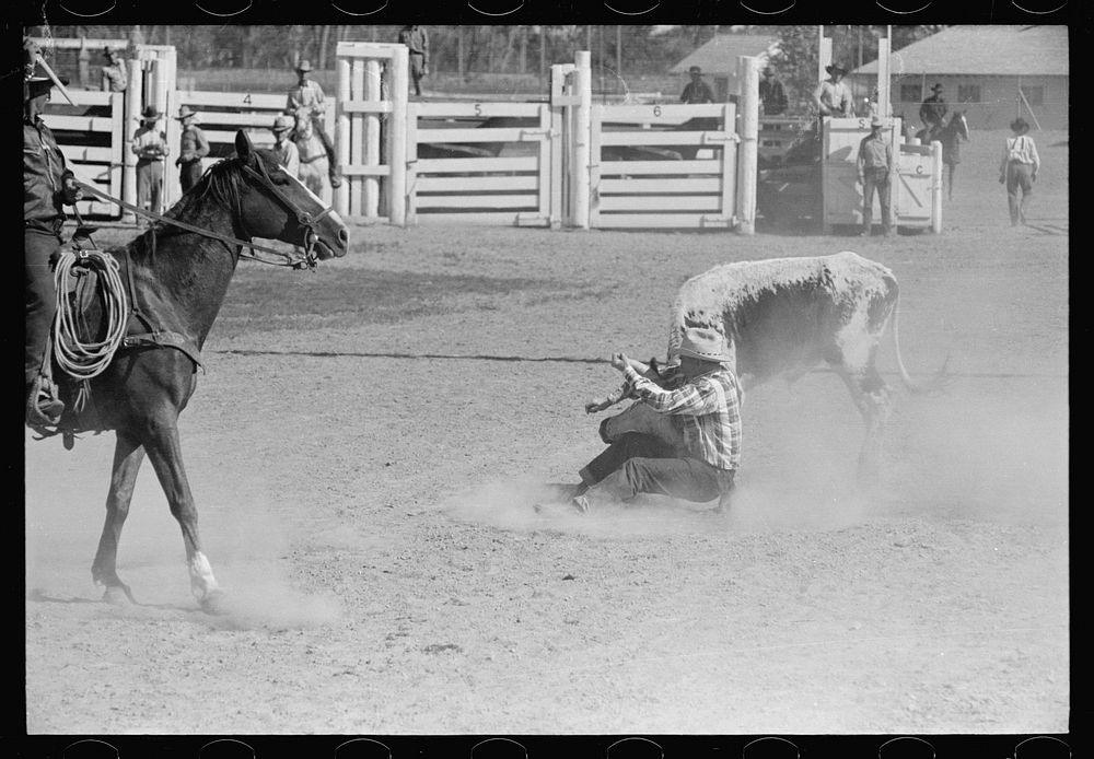 Bulldogging, rodeo, Miles City Montana. Sourced from the Library of Congress.