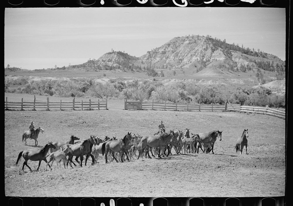 [Untitled photo, possibly related to: Driving colts into roundup corral, Quarter Circle U Ranch, Montana]. Sourced from the…