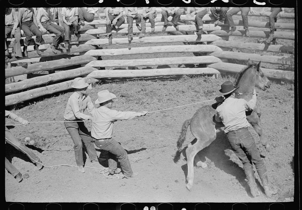 Roping a colt for branding, Quarter Circle U roundup, Montana. Sourced from the Library of Congress.