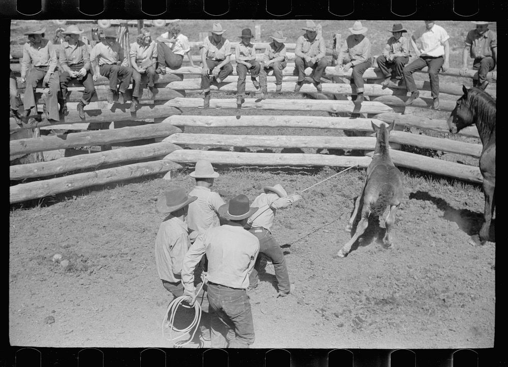 [Untitled photo, possibly related to: Roping a colt for branding, Quarter Circle U roundup, Montana]. Sourced from the…