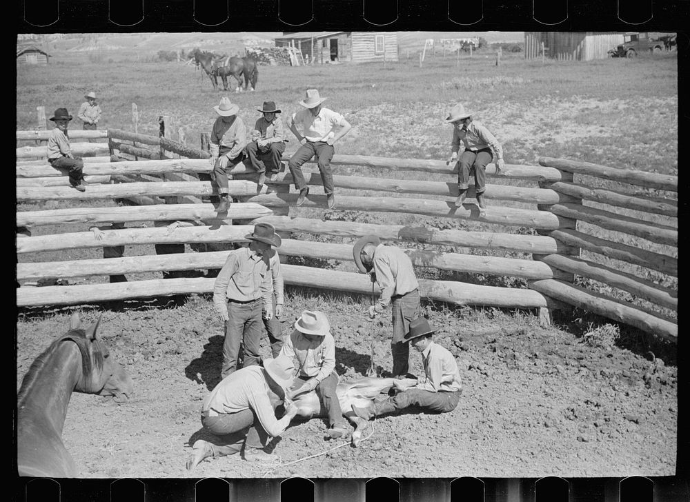 Branding a colt, Quarter Circle U roundup, Montana. Sourced from the Library of Congress.