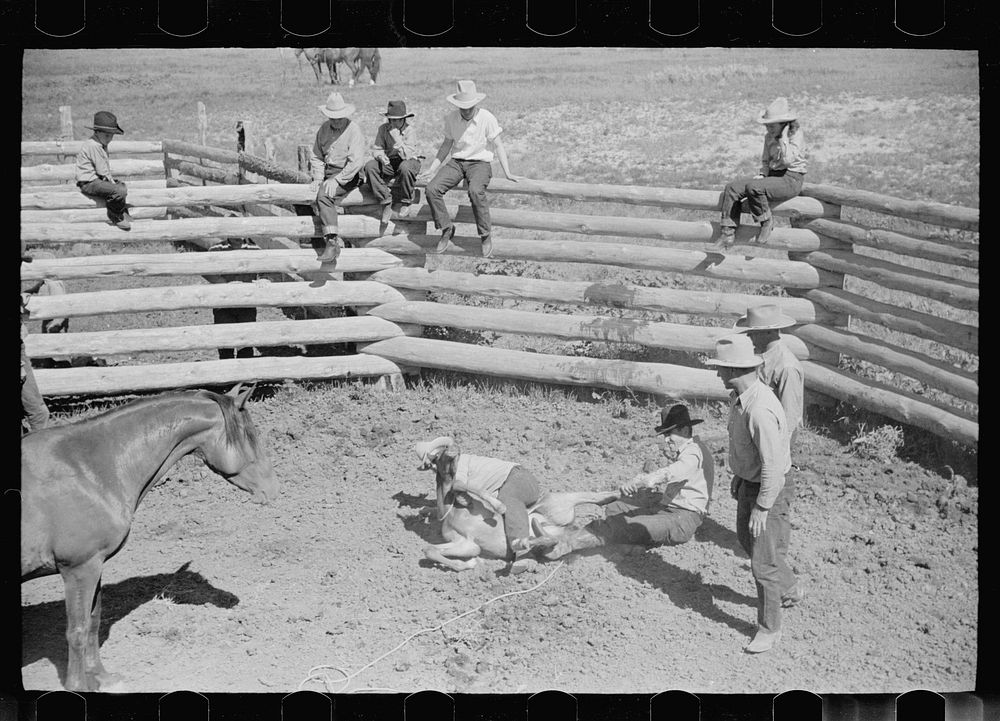 [Untitled photo, possibly related to: Branding a colt, Quarter Circle U roundup, Montana]. Sourced from the Library of…