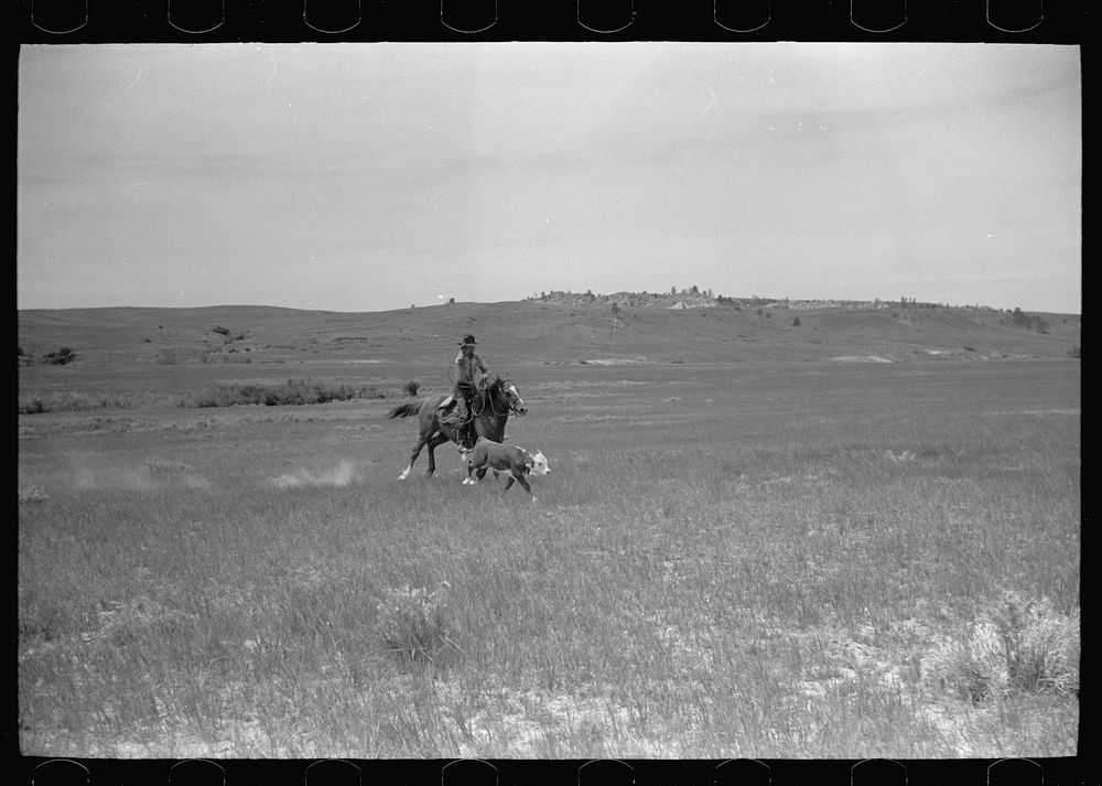 Catching a strayed colt, Quarter Circle U roundup, Montana. Sourced from the Library of Congress.