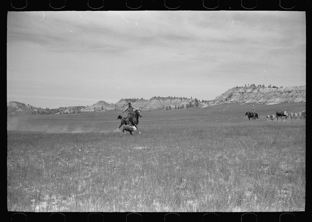 [Untitled photo, possibly related to: Catching a strayed colt, Quarter Circle U roundup, Montana]. Sourced from the Library…