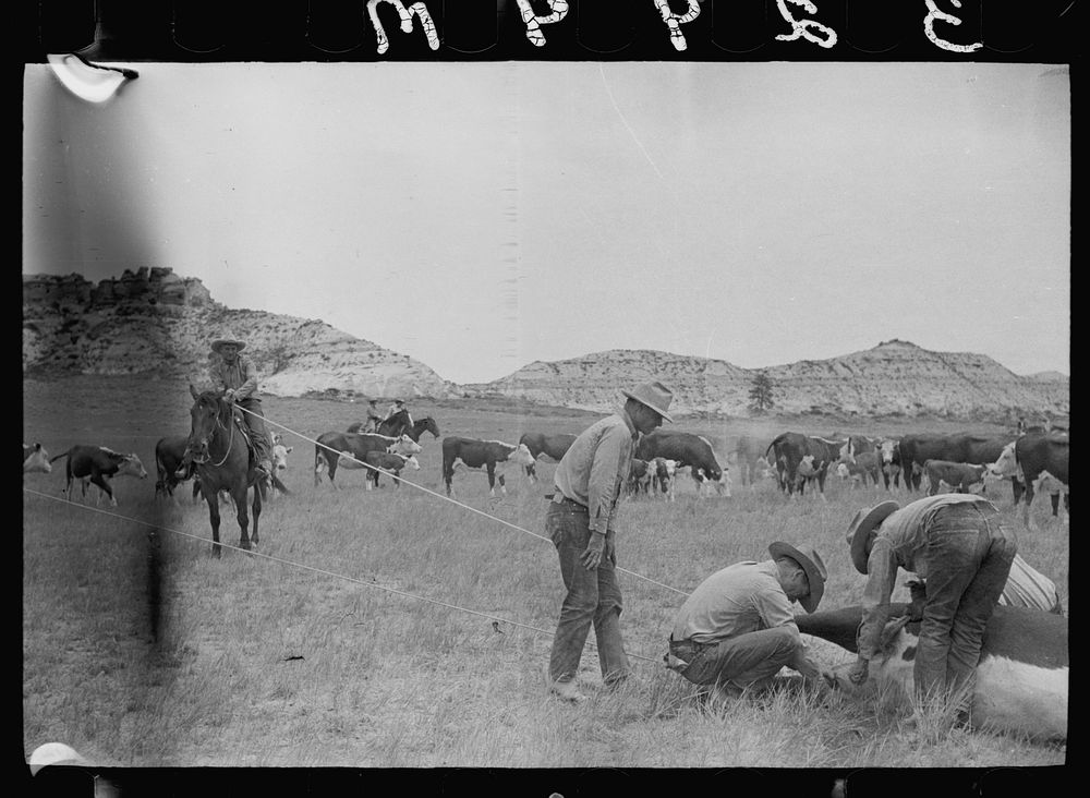 [Untitled photo, possibly related to: Milking a wild cow, Quarter Circle U roundup, Montana]. Sourced from the Library of…