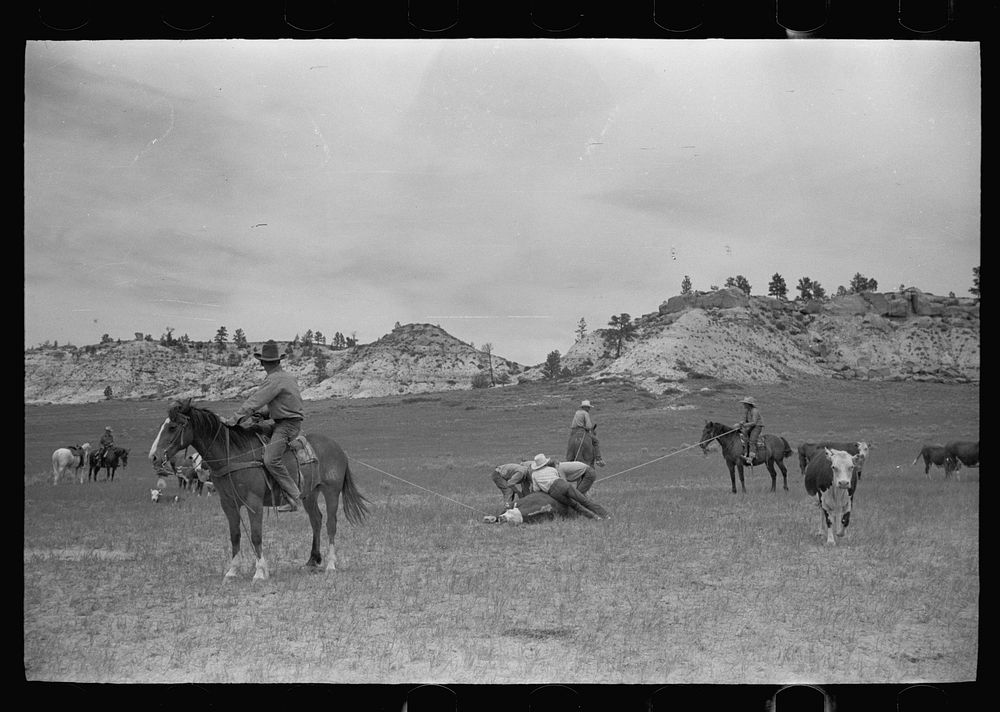 [Untitled photo, possibly related to: Milking a wild cow, Quarter Circle U roundup, Montana]. Sourced from the Library of…