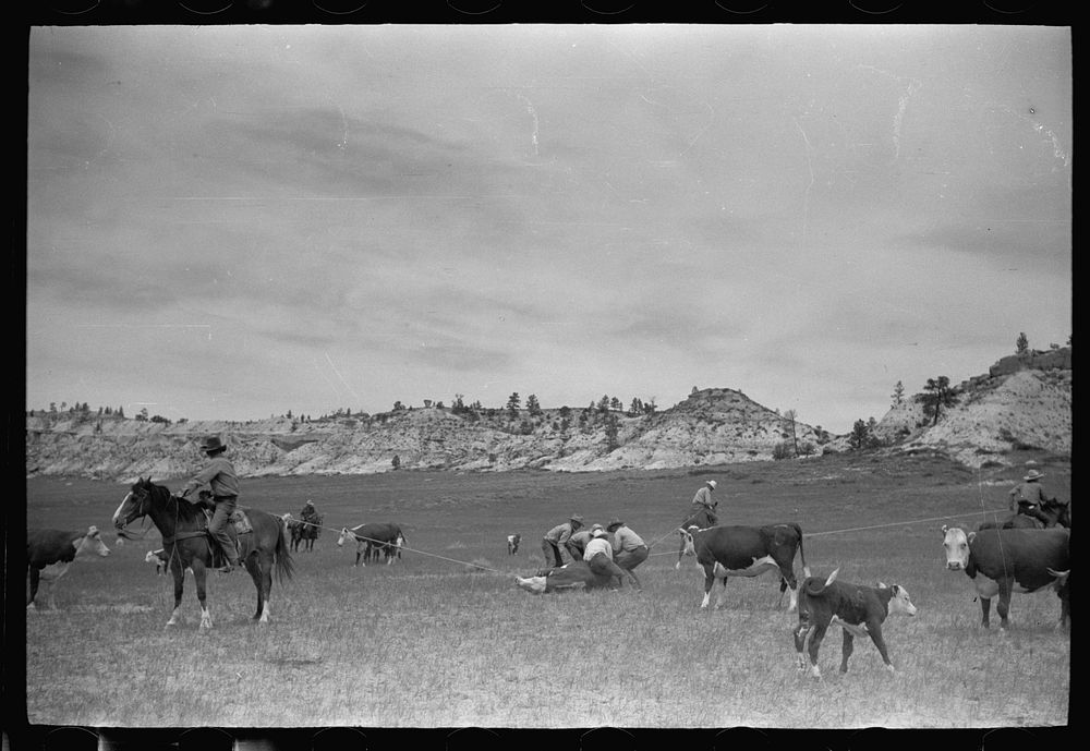 Milking a wild cow, Quarter Circle U roundup, Montana. Sourced from the Library of Congress.