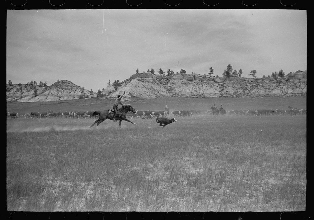 [Untitled photo, possibly related to: Roping a calf, Quarter Circle U roundup, Montana]. Sourced from the Library of…