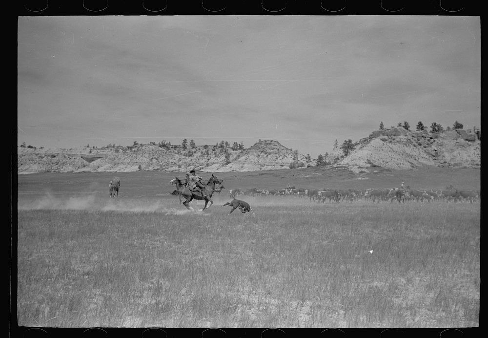 Roping a calf, Quarter Circle U roundup, Montana. Sourced from the Library of Congress.