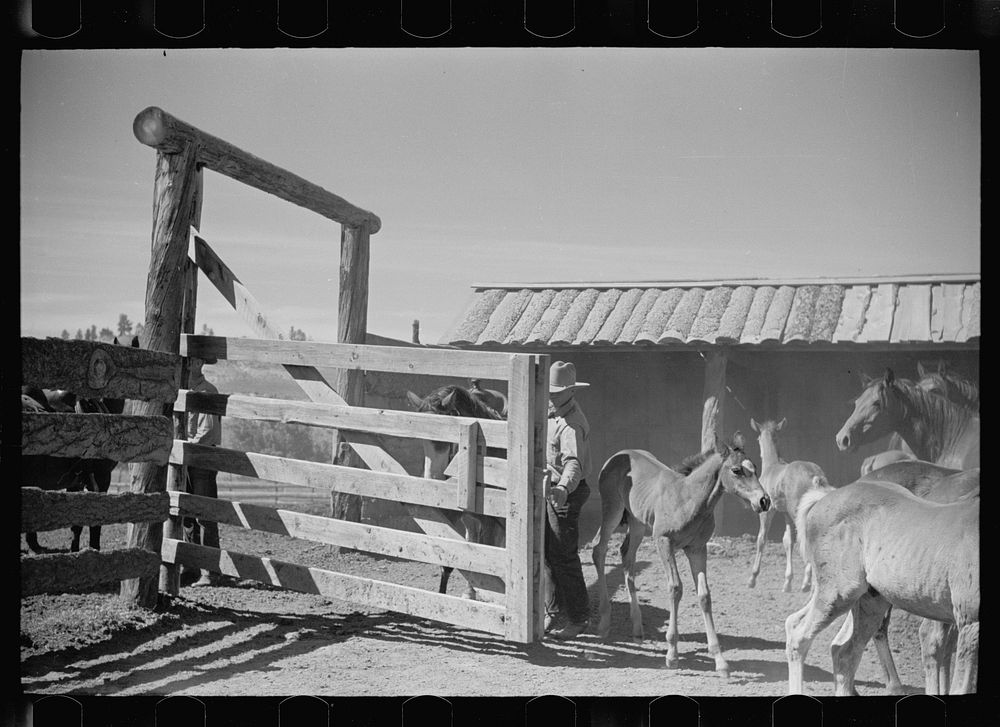 [Untitled photo, possibly related to: Mares and colts, Quarter Circle U roundup, Montana]. Sourced from the Library of…
