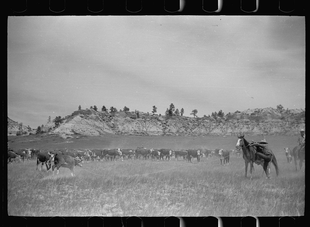 [Untitled photo, possibly related to: Roping a calf, Quarter Circle U Ranch, Montana]. Sourced from the Library of Congress.