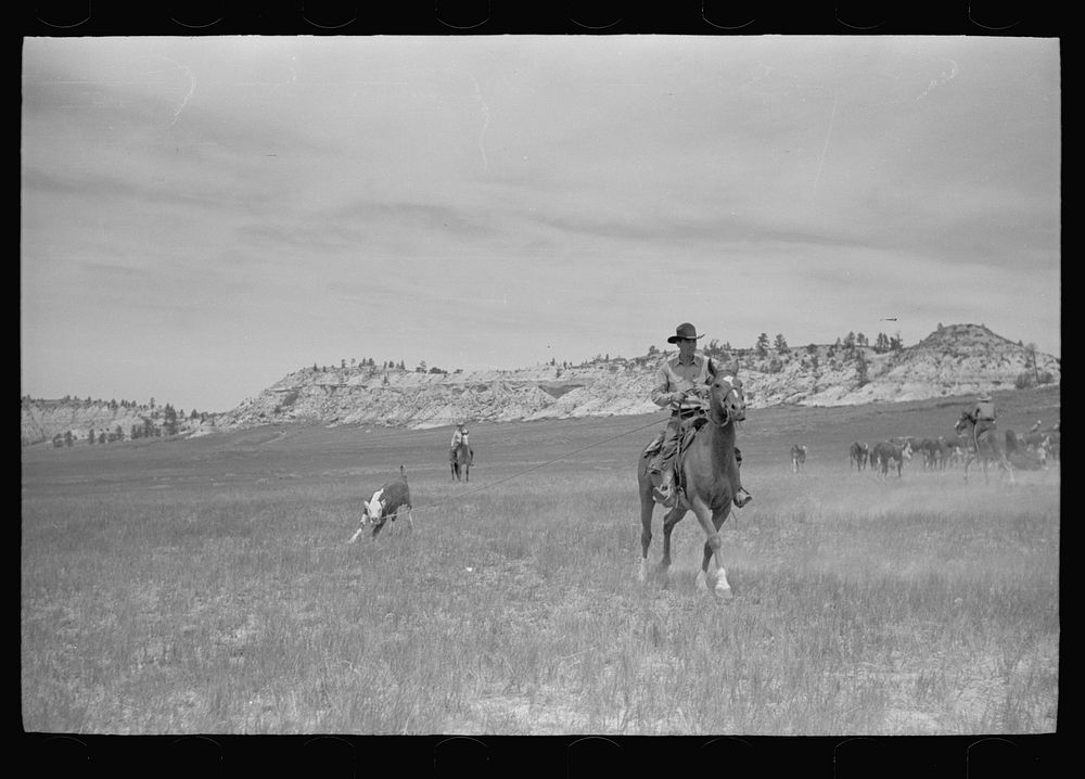 Quarter Circle U Brewster-Arnold Ranch Company, near Birney, Montana. Roping a calf at the roundup. Sourced from the Library…