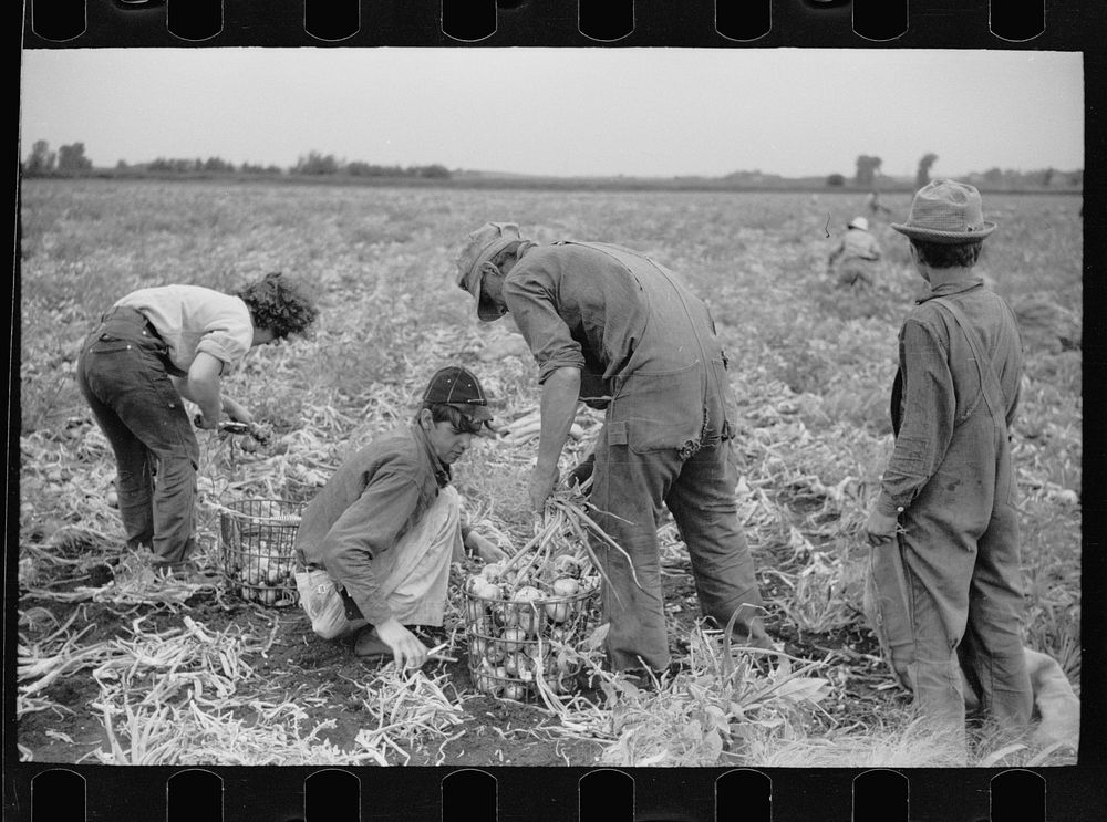 Onion field worker, Rice County, Minnesota. Sourced from the Library of Congress.