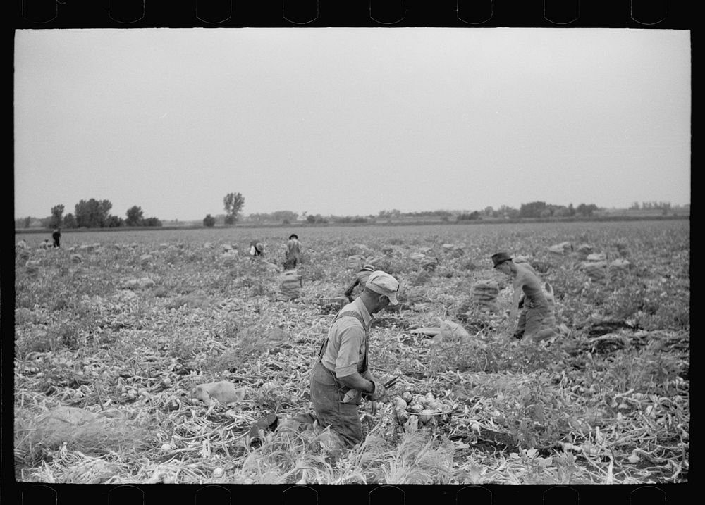 Topping onions in a 700 acre field, Rice County, Minnesota. Sourced from the Library of Congress.