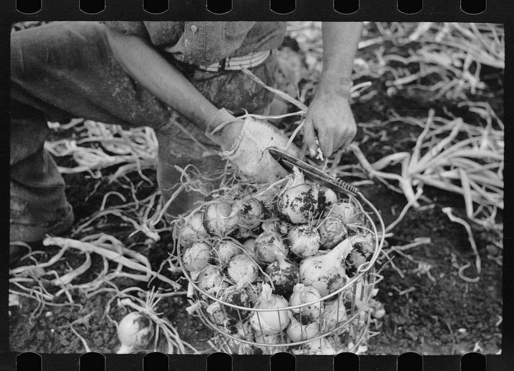 Onion field worker, Rice County Minnesota. Sourced from the Library of Congress.