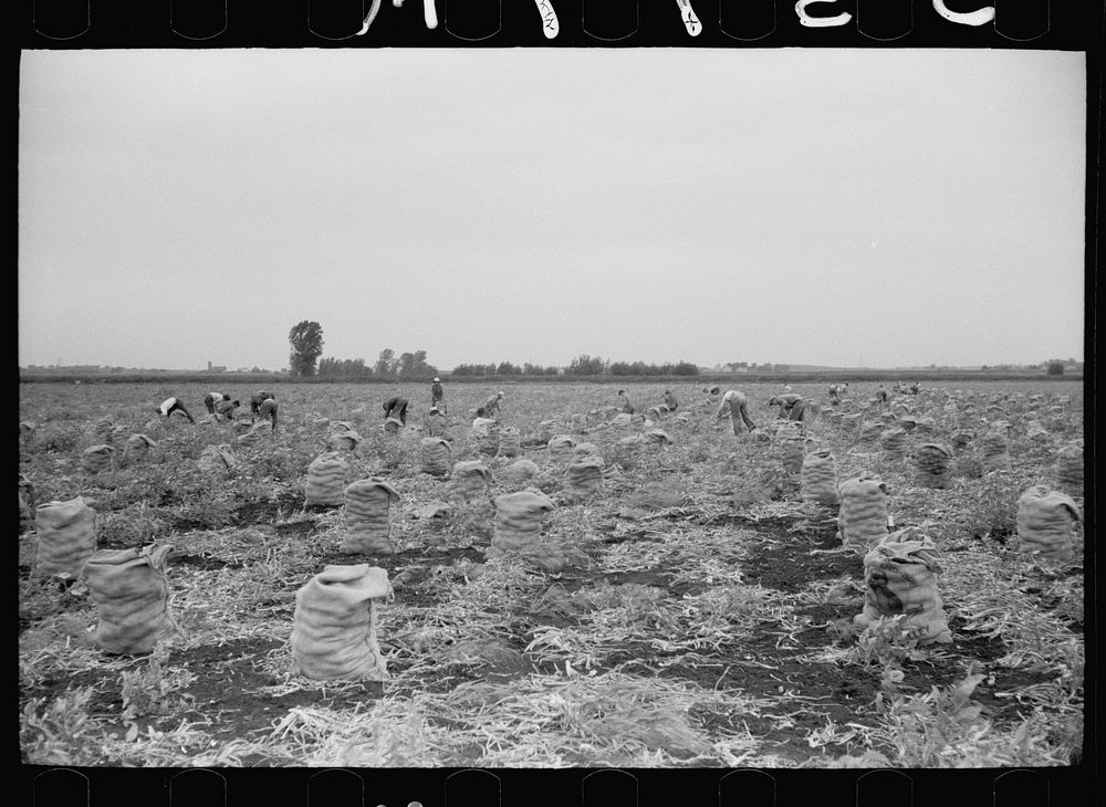 Workers in a 700 acre onion field, Rice County, Minnesota. Sourced from the Library of Congress.