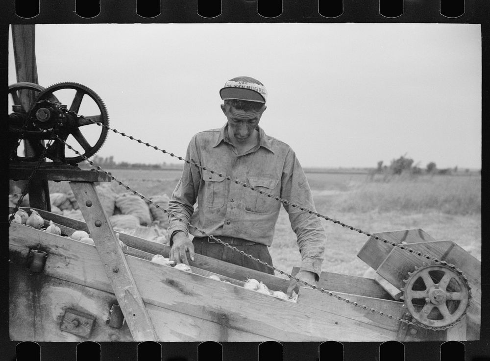 [Untitled photo, possibly related to: Sorting onions, Rice County, Minnesota]. Sourced from the Library of Congress.