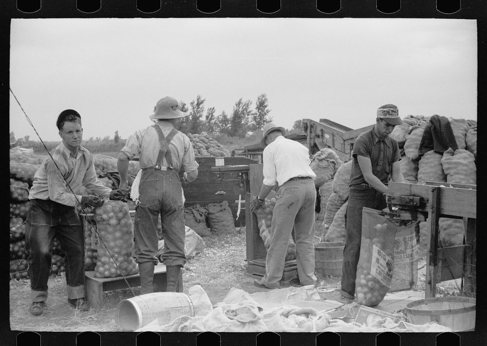 Sorting onions, Rice County, Minnesota. Sourced from the Library of Congress.
