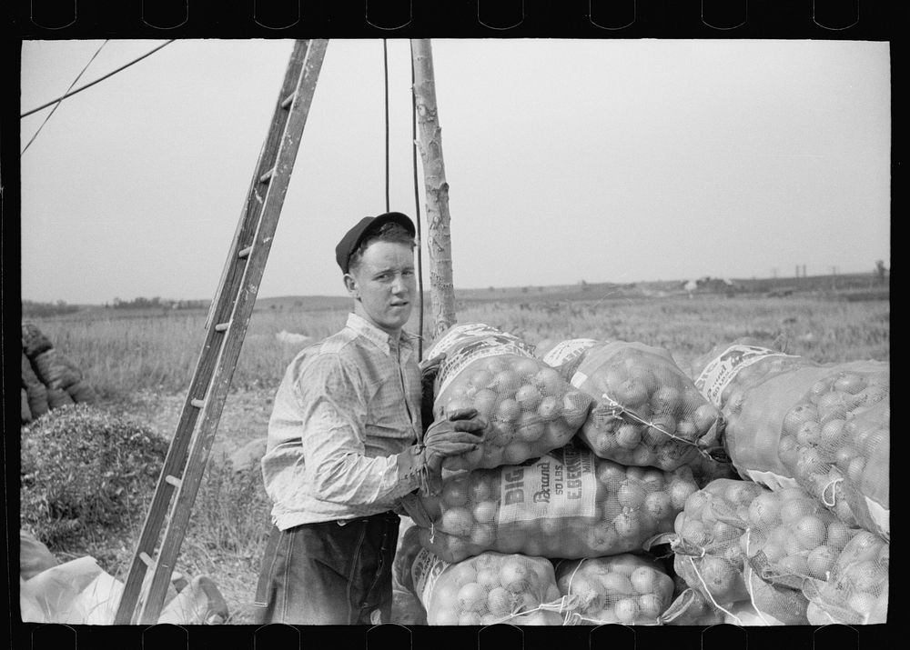 [Untitled photo, possibly related to: Loading onions, Rice County, Minnesota]. Sourced from the Library of Congress.