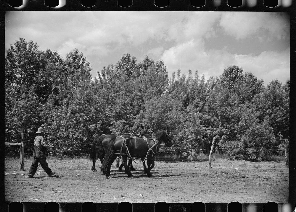 Resettled farmer driving team into barn, shelter belts in background, Fairfield Bench Farms, Montana. Sourced from the…